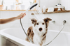 Душевая лейка для мытья собак Hansgrohe DogShower 26640700, 3 типа струи, белый матовый 26640700